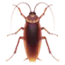 Cockroach