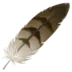 Feather