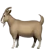 Goat