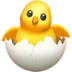 Hatching Chick