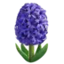 Hyacinth