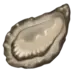 Oyster