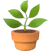 Potted Plant