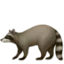 Raccoon