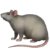 Rat