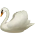 Swan