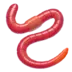 Worm