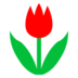 Tulip