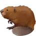 Beaver