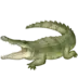 Crocodile