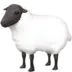 Ewe