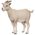 Goat