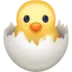 Hatching Chick
