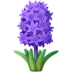 Hyacinth