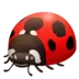 Lady Beetle