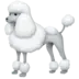 Poodle