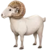 Ram