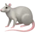 Rat