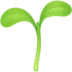 Seedling
