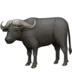 Water Buffalo