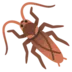 Cockroach