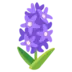 Hyacinth