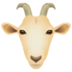 Goat