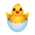 Hatching Chick