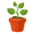 Potted Plant