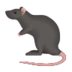 Rat