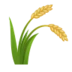 Sheaf of Rice