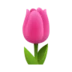 Tulip