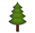 Evergreen Tree