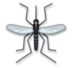 Mosquito