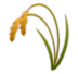 Sheaf of Rice