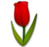 Tulip