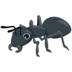 Ant