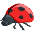 Lady Beetle
