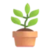 Potted Plant