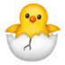 Hatching Chick