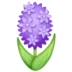Hyacinth