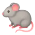 Rat