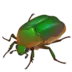 Beetle