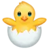 Hatching Chick