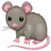 Rat