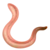 Worm