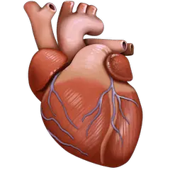 🫀 Anatomical Heart Emoji on Facebook