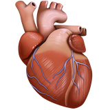 anatomical-heart Emoji facebook