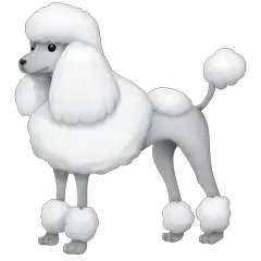 Cho Poodle on Facebook