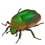 beetle Emoji whatsapp